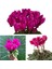 Videolu 1 Adet Mor Sıklamen Çiçeği 15-25 cm Saksılı Çiçekli Bodur Bitkiler Cyclamen 2