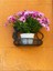 Bodrum Papatyası (30 - 40 cm) 1 Adet Saksılı Çiçekli Bodur Bitki Osteospermum Fruticosum 1