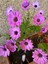 Bodrum Papatyası (30 - 40 cm) 1 Adet Saksılı Çiçekli Bodur Bitki Osteospermum Fruticosum 2