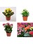 Videolu 3'lü Karışık Renk Kalanşo (Emel Hanım) Çiçeği 10-20 cm Tüplü Çiçekli Bodur Bitki Kalanchoe 1