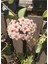 Kokulu Beyaz Renk Mum Çiçeği 1 Adet 10-20 cm Çok Yıllı Sarmaşık(Hoya) 1