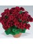 Videolu 3'lü Karışık Renk Sardunya Çiçeği 20-30 cm Saksılı Çiçekli Bodur Bitkiler (Pelargonium) 5