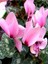 Videolu 1 Adet Pembe Sıklamen Çiçeği 15-25 cm Saksılı Çiçekli Bodur Bitkiler Cyclamen 2