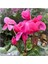 Videolu 1 Adet Pembe Sıklamen Çiçeği 15-25 cm Saksılı Çiçekli Bodur Bitkiler Cyclamen 3