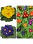 Videolu 2'li Sarı-Lacivert Set Çuha (Marul) Çiçeği 5-15 cm Saksılı Çiçekli Bodur Bitki Primula 1