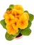 Videolu 2'li Sarı-Lacivert Set Çuha (Marul) Çiçeği 5-15 cm Saksılı Çiçekli Bodur Bitki Primula 4