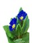 Videolu 2'li Sarı-Lacivert Set Çuha (Marul) Çiçeği 5-15 cm Saksılı Çiçekli Bodur Bitki Primula 5