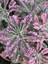Videolu 1 Adet Pembe Aşkın Gözyaşı Çiçeği 5-15 cm Saksılı Çiçekli Bodur Bitki Butterflies Kalanchoe 1