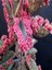 Videolu 1 Adet Pembe Aşkın Gözyaşı Çiçeği 5-15 cm Saksılı Çiçekli Bodur Bitki Butterflies Kalanchoe 2
