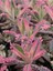 Videolu 1 Adet Pembe Aşkın Gözyaşı Çiçeği 5-15 cm Saksılı Çiçekli Bodur Bitki Butterflies Kalanchoe 3