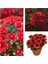 Videolu 1 Adet Kırmızı Renk Kasımpatı Çiçeği 15-25 cm Saksılı Çiçekli Bodur Bitkiler Chrysanthemum 1