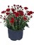 Videolu 1 Adet Kırmızı Renk Kasımpatı Çiçeği 15-25 cm Saksılı Çiçekli Bodur Bitkiler Chrysanthemum 3