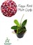 Nadir Tür Fuşay Renk Mum Çiçeği 10-20 cm Hoya Carnosa 1