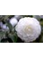 Videolu 3'lü Beyaz Kamelya Çiçeği Fidanı 30-60 cm Tüplü Çiçekli Bodur Bitkiler Camellia Flower 2