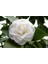 Videolu 3'lü Beyaz Kamelya Çiçeği Fidanı 30-60 cm Tüplü Çiçekli Bodur Bitkiler Camellia Flower 4