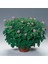 Videolu 1 Adet Açık Pembe Itır Sardunya Çiçeği Fidesi 20-40 cm Saksılı Çiçekli Bodur Bitki Geranium 2