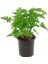 Videolu 1 Adet Açık Pembe Itır Sardunya Çiçeği Fidesi 20-40 cm Saksılı Çiçekli Bodur Bitki Geranium 3
