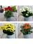 Videolu 4'lü Karışık Renk Kalanşo Emel Hanım Çiçeği 10-20 cm Saksılı Çiçekli Bodur Bitki Kalanchoe 1