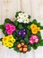 Videolu 7li Set Karışık Renk Çuha (Marul) Çiçeği 5-15 cm Saksılı Çiçekli Bodur Bitkiler Primula 1