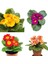 Videolu 7li Set Karışık Renk Çuha (Marul) Çiçeği 5-15 cm Saksılı Çiçekli Bodur Bitkiler Primula 5