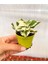 Videolu 1 Adet Adaçayı Kokulu Beyaz Alacalı Sukulent Çiçeği 5-15 cm Saksılı Çiçekli Bodur Succulent 2