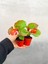 Videolu 1 Adet Karışık Renk Şeker Begonya Çiçeği (Kırmızı-Pembe-Beyaz) 5-15 cm Çiçekli Bodur Begonia 2