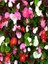 Videolu 1 Adet Karışık Renk Şeker Begonya Çiçeği (Kırmızı-Pembe-Beyaz) 5-15 cm Çiçekli Bodur Begonia 3