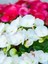 Videolu 1 Adet Karışık Renk Şeker Begonya Çiçeği (Kırmızı-Pembe-Beyaz) 5-15 cm Çiçekli Bodur Begonia 4