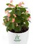 Pembe Dikenler Tacı Kaktüsü 1 Adet 15-25 cm Euphorbia Milii 2