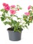 Formlu Yoğun Kokulu Pembe Gül Fidanı 1 Adet Saksılı 30-60 cm(PINK Rose) 2