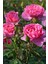 Formlu Yoğun Kokulu Pembe Gül Fidanı 1 Adet Saksılı 30-60 cm(PINK Rose) 3