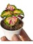 Dikkat Çekici Yaprak Güzeli Çiçeği 1 Adet (5-10 cm) İç/dış Mekan Bitkisi 2