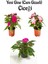 Fuşya + Pembe+Ebruli Yeni Gine Cam Güzeli Çiçeği 3 Adet Balkon Bitkisi (10-15 cm) 1