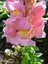 Videolu 1 Adet Pembe Aslan Ağzı Çiçeği Fidesi 10-20 cm Tüplü Çiçekli Bodur Antirrhinum Majus 1