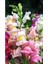 Videolu 1 Adet Pembe Aslan Ağzı Çiçeği Fidesi 10-20 cm Tüplü Çiçekli Bodur Antirrhinum Majus 4