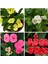 Videolu 4'lü Kırmızı/pembe/beyaz/sarı Dikenler Tacı Çiçeği 5-15 cm Saksılı Çiçekli Milli Euphorbia 1