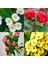 Videolu 4'lü Kırmızı/pembe/beyaz/sarı Dikenler Tacı Çiçeği 5-15 cm Saksılı Çiçekli Milli Euphorbia 2