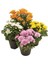 Videolu 4'lü Karışık Renk Kasımpatı Çiçeği 15-25 cm Saksılı Çiçekli Bodur Bitkiler Chrysanthemum 1