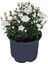 Videolu 4'lü Karışık Renk Kasımpatı Çiçeği 15-25 cm Saksılı Çiçekli Bodur Bitkiler Chrysanthemum 2