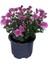 Videolu 4'lü Karışık Renk Kasımpatı Çiçeği 15-25 cm Saksılı Çiçekli Bodur Bitkiler Chrysanthemum 3