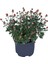 Videolu 4'lü Karışık Renk Kasımpatı Çiçeği 15-25 cm Saksılı Çiçekli Bodur Bitkiler Chrysanthemum 4
