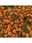 Videolu 1 Adet Turuncu Renk Kasımpatı Çiçeği 15-25 cm Saksılı Çiçekli Bodur Bitkiler Chrysanthemum 2