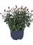 Videolu 1 Adet Turuncu Renk Kasımpatı Çiçeği 15-25 cm Saksılı Çiçekli Bodur Bitkiler Chrysanthemum 4