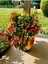 Videolu Çalı Minesi Lantana Çiçeği (20 50 cm)1 Adet Saksılı Çiçekli Bodur Bitki Lantana Camara L. 1