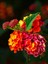 Videolu Çalı Minesi Lantana Çiçeği (20 50 cm)1 Adet Saksılı Çiçekli Bodur Bitki Lantana Camara L. 2