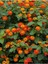 Videolu Çalı Minesi Lantana Çiçeği (20 50 cm)1 Adet Saksılı Çiçekli Bodur Bitki Lantana Camara L. 3