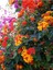 Videolu Çalı Minesi Lantana Çiçeği (20 50 cm)1 Adet Saksılı Çiçekli Bodur Bitki Lantana Camara L. 4