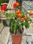 Videolu Çalı Minesi Lantana Çiçeği (20 50 cm)1 Adet Saksılı Çiçekli Bodur Bitki Lantana Camara L. 5
