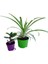 2'li Mini Set 1 Adet Telgarf+1 Adet Kurdele Çiçeği (5-10 cm) İç/dış Mekan Bitkileri 1