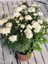 Videolu Beyaz Kasımpatı Sonbahar Hüzün Çiçeği 1 Adet Saksılı 10-20 cm (Chrysanthemum) 4